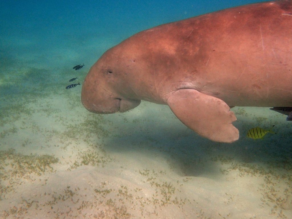 manatee, dugong, snorkeling, dive, red sea, underwater world, egypt, manatee, dugong, dugong, dugong, dugong, dugong