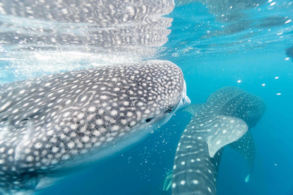 Whale sharks gracefully swimming underwater, showcasing marine life's beauty.