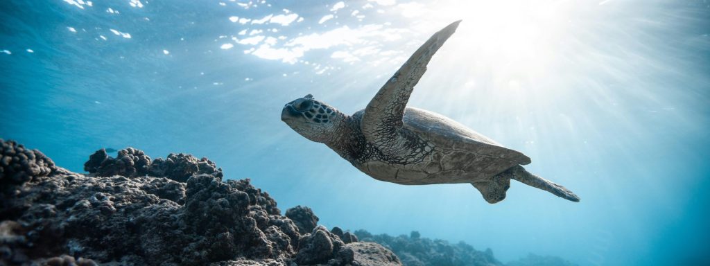 A serene sea turtle swims gracefully through clear Hawaiian waters beneath sunlit rays.