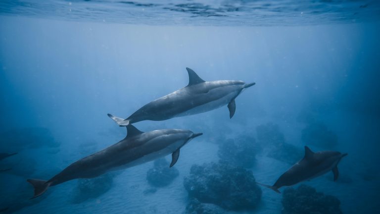 A pod of dolphins gracefully swims in the clear blue ocean, showcasing marine life.